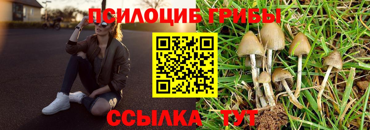 Псилоцибиновые грибы Psilocybe Алейск